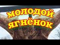 Молодой ягнёнок на костре целиком.