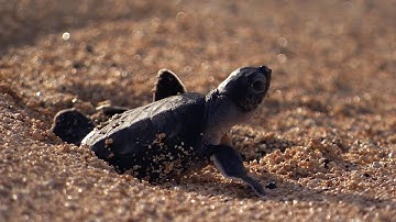Green Turtle