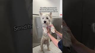 Call my human for help! Westie dog getting a bath at the groomer #shorts