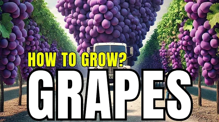 How to Grow Grapes: A Beginner’s Guide to Growing Grape Vines