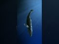 Blue Whale मरने के बाद भी 100 साल तक Life देती है। Whale Fall Fact| #wildwha #wildwhales #whaletale