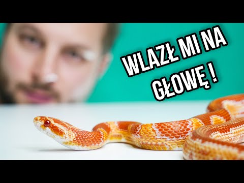 Wideo: Jak Utrzymać Węża