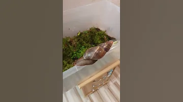 Плюсы и минусы содержания улитки Ахатина. Вся правда!