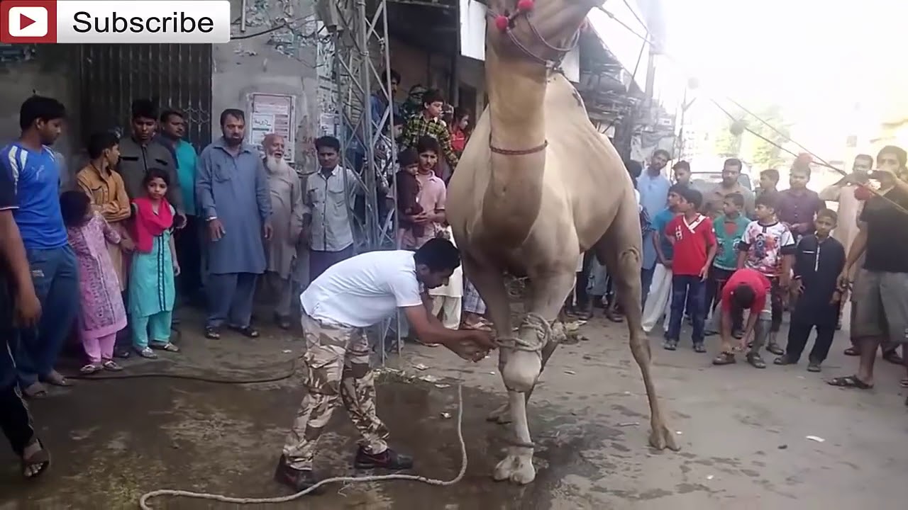 Big Camel Qurbani   Professional Qasai   Eid ul Adha 2016