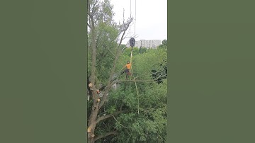 Rigging 🏗️ #crane #stihl #arborist #tree #wood #dji #rigging #chainsaw #treeservice #ropes #fyp