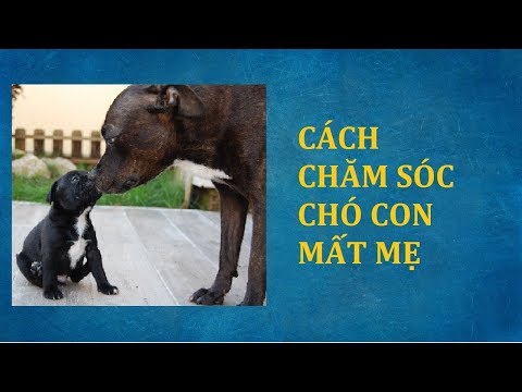 Video: Nuôi Chó Con Mồ Côi