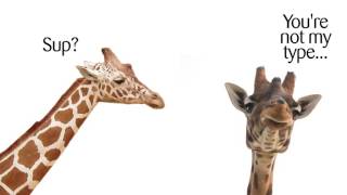 Question Your World - How well do we know giraffes?
