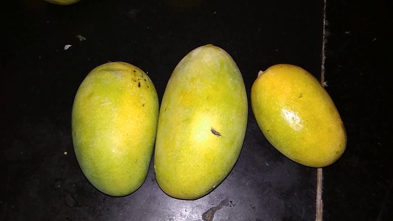 Types of mangoes variety in india. Indian national fruit mango. King of fruits mango YouTube