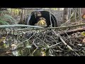 Unclogging Old Farm Culvert; Beavers