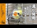 マシンガントークするオカメインコこはく【流し見用】