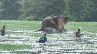 Big elephant chasing while on treatment | इलाज के दौरान पीछा करता बड़ा हाथी | Погоня за слонами