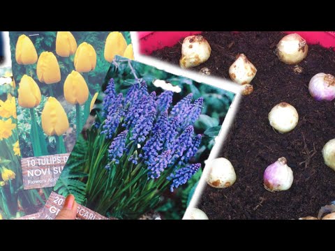 Bloembollen planten in bloempot, in lagen (lasagne planten)