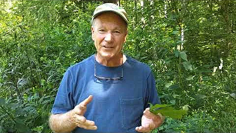 Red Oak and White Oak