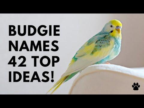 Budgie Names - 42 TOP Ideas [Parakeet & Budgerigar] | Names