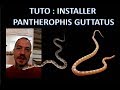 TUTO : installer une Pantherophis Guttatus ...