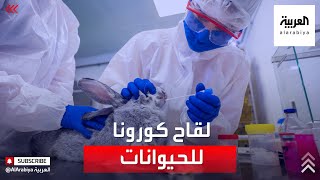 تسجيل أول لقاح كورونا في العالم للحيوانات