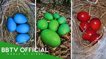 30 Most Unique Bird Eggs In The World! | Wildlife Documentary | BBTV Official
