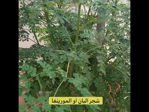 شتلة شجرة البان العربي