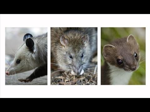 Video: Hoe zijn hermelijnen naar Nieuw-Zeeland gekomen?