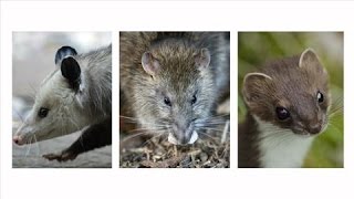 New Zealand's Most Wanted: Possums, Rats, Stoats