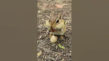 Chipmunk 🐿