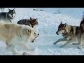 Alabai dog vs 5 wolves  1 alabai fights against 5 wolves