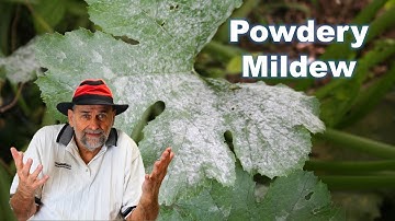 The Truth About Powdery Mildew in Your Garden!