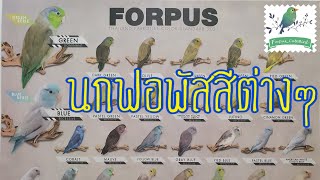 🦜Forpus_CuteBird • Lesson 2 เจ้านกแก้วฟอพัสสีต่างๆ เครดิต:พี่บังเอก Facebook Forpus Mee Story