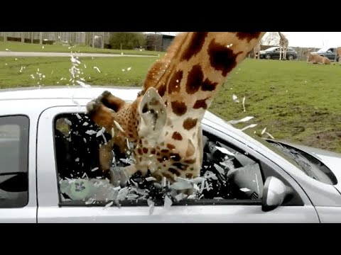 OMG NOT POSSIBLE! - CRAZIEST and FUNNIEST WILD ANIMALS - YouTube