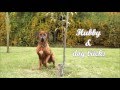 Rhodesian ridgeback Hubby & dog tricks | almost 2 years