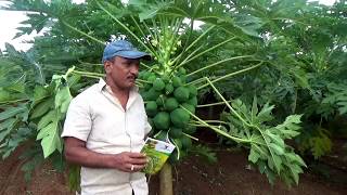 #Papaya#Hyderabad Engineer turned into progressive farmer-Papaya cultivation No virus by YK బొప్పాయు