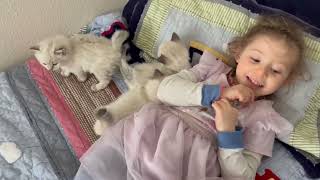 Everybody Can Be Friends! by Riverside Rags Ragdoll Kittens 85 views 1 month ago 30 seconds