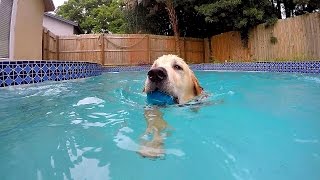 Teaching Cooper How to Swim! (Golden Retriever Puppy)