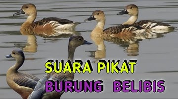 Suara pikat burung belibis