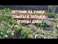 #371ПЕТУНИИ НА УЛИЦЕ/ТОМАТЫ В ТЕПЛИЦЕ/ОГУРЦЫ ДОМА