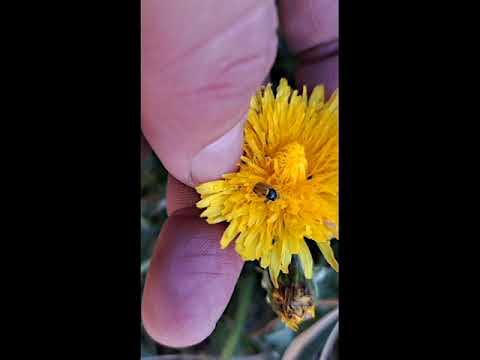 Cryptocephalus rugicollis short crisomelidos YouTube