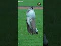 कोरी बस्टर्ड अफ्रीका का बेस्ट उड़ने वाला पक्षी#wildlife #animalfacts #facts #birds #birdingparadise