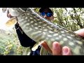 Pike fishing with ridas55 geppetto lures