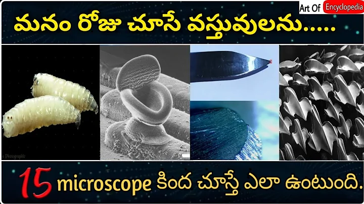 15 Amazing things under a microscope You can't see | Art Of Encyclopedia |
