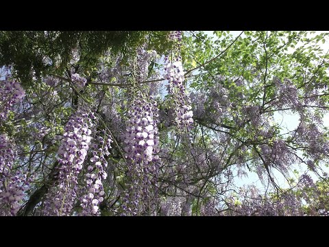 令和五年のある春の日の藤。秘密のロケーションにて撮影したやつだよぉ🌸 [A spring wisteria, in a secret location.]