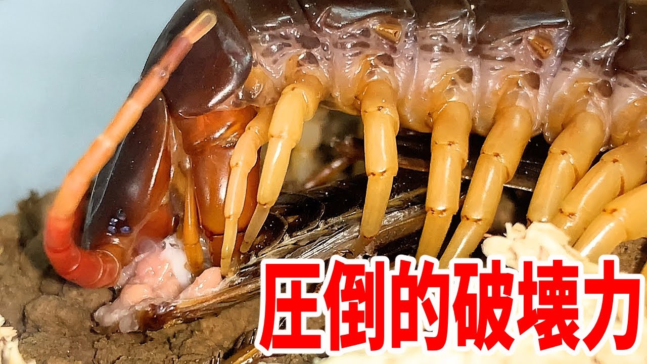 最大３０cm！蛇さえ食べる東南アジア最大級のムカデの実態とは