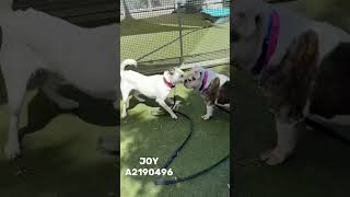 Joy - 6 Yrs Old, 55 Lbs- Medically Alerted At South Los Angeles Shelter