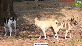 Road dogs meeting infont of my house   Village dogs meeting happy