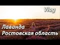 Лавандовое поле в Ростовской области. Хутор Старозолотовский.