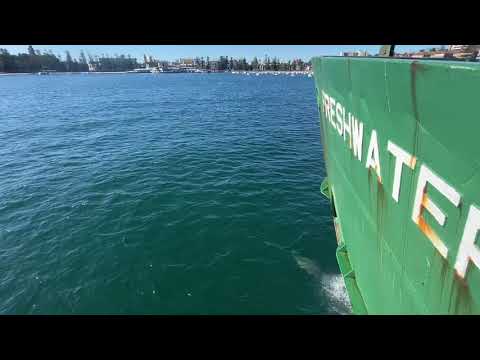 Dolphins in Sydney