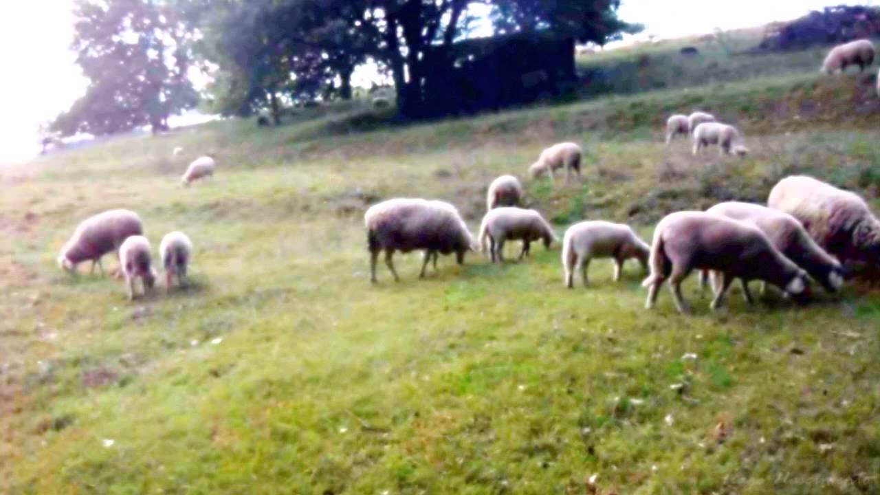 Sheep May Safely Graze (J.S. Bach) performed by Erin Moffat - YouTube