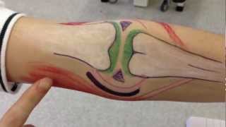 synovial hinge joint