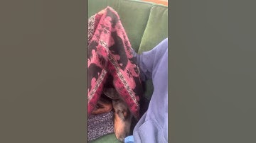 Dog life on a boat . #boatlife #doberman #pets #petsofyoutube #sailing