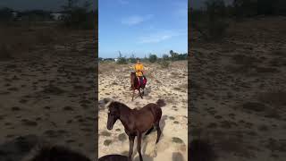 #phonk #phonkmusic #music #foal #horse #equestrian #funnyvideo #animals #youtubeshorts #video