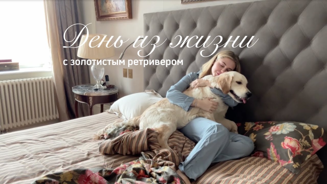 Влог: день из жизни с золотистым ретривером, уход и особенности породы